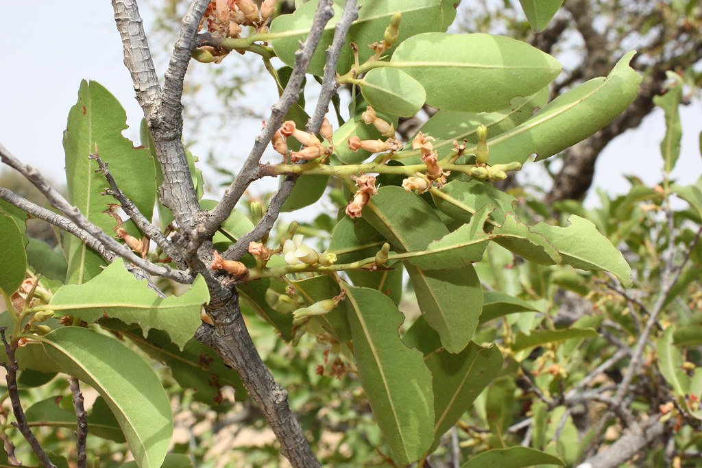 Diospyros mespiliformis